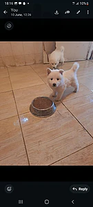 swiss  shepherd