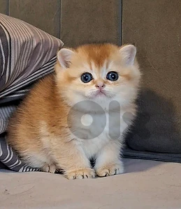 Golden Chinchilla NY12 Kittens for reservation 🔥