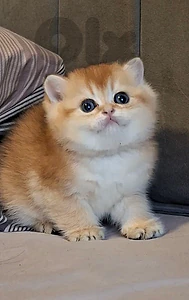 Golden Chinchilla British Shorthair Male Available 🔥