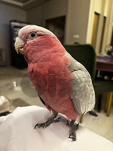 Galah Cockatoo Parrot 2 years friendly مروض