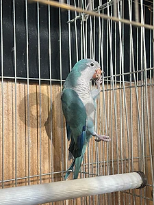 Turquoise Quaker || كويكر