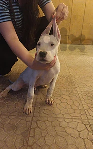 Dogo Argentino puppy Fully Vaccinated 110 days old