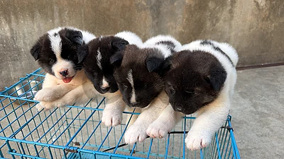 american akita puppies american akita puppies