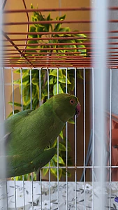 green ring neck