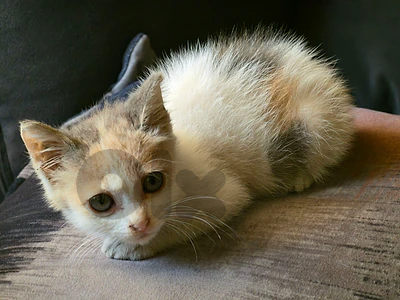 female kitten