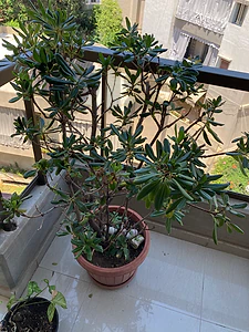 Rhododendron white flowers 121cm