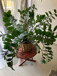 Zamia home decor plant 71 cm