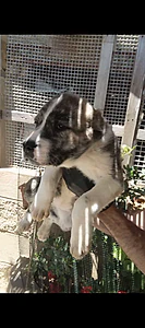 alabay puppies