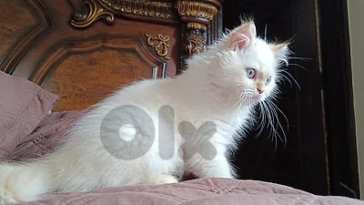 Ragdoll kitten