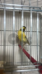 canary fosale