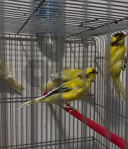 canary for sale