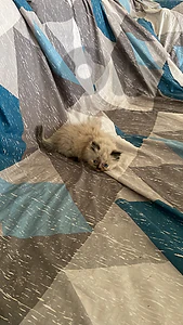 Himalayan Female kitten-Top Breed-House Raised