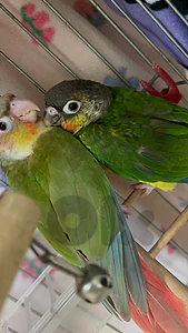 conure green cheek turquoise jwenho and pine apple for sale