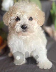 bichon maltese