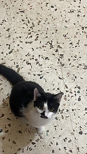 For adoption in dahye
