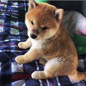 🐕 Shiba Inu Puppy Available