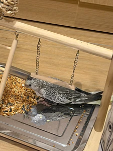 TAMED COCKATIEL WITH CAGE كروان مروض مع قفص