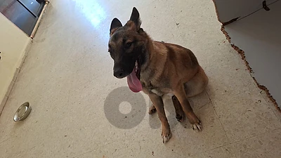 malinois dog for adoption