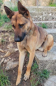 Belgian Shepherd for Adoption