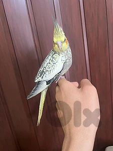 كروان ايزابيل تزقيم ايدد