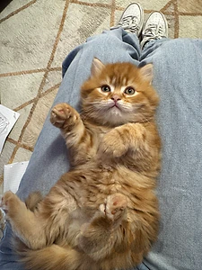 shirazi long hair male kitten shirazi long hair male kitten