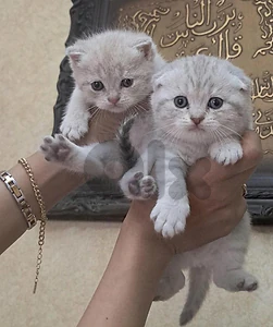 بيروت الروشه