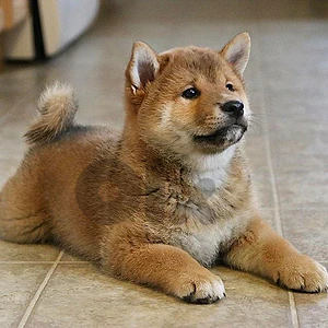 🐾 Shiba Inu Puppy in store / imported / delivery available 🐾 Shiba Inu Puppy in store / imported / delivery available