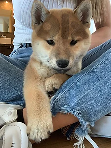 🐕 Shiba Inu Puppy Available 🐾 in store / delivery