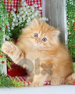 Orange persian kittens available in store and delivery