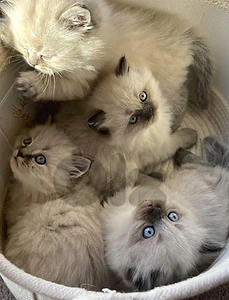himalayen