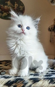 Persian white with blue eyes