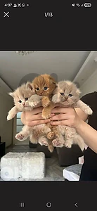 Scotish fold mix persian blonde kitten