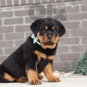 Rottweiler Puppies 💫 Pure High Quality كلاب