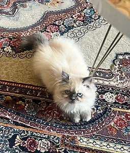 himalayan