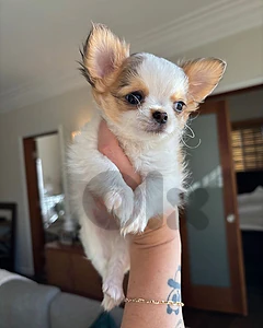 Beautifull Chihuahua Long Hair Puppy Available in store & Delivery