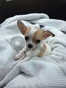 Charming Chihuahua Puppy Available In Store & Delivery