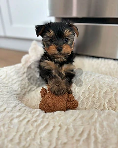 🐾 Yorkshire Terrier – Tiny, Elegant & Full of Personality ✨ 🐾 Yorkshire Terrier – Tiny, Elegant & Full of Personality ✨