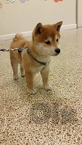 Shiba Inu Puppy – Purebred | Premium Quality|Available in Store