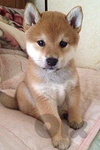 Shiba Inu Puppy – Purebred | Premium Quality|In Store&Delivery