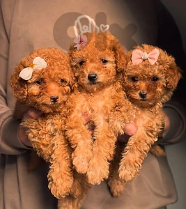 Poodle Puppies Available /Dog/Imported/Delivery/Pure breed