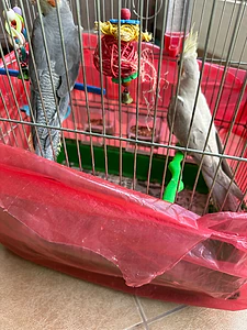 2 cocktail birds, 3omron 2 month