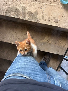 a beautiful cat for adoption, so cute.