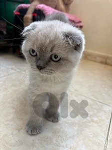 اجمل سكوتش فولد واحلى لون وعيونو زرق