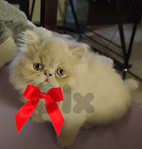 Beautiful Female Peke-face Persian Kitten