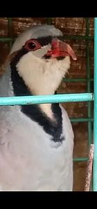 حجل للبيع حجل للبيع