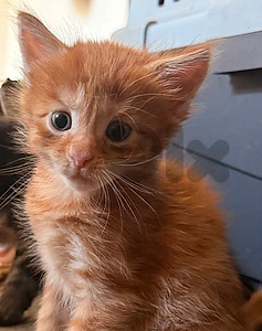 5 available Pure bred maine coon kittens