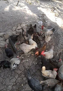 جون الشوف