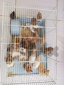 Hamster for sale