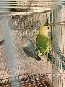 جواز روز و فيشر و كروان