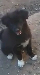 puppies